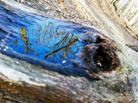 Original Array-	Nature's Blue Sky Over Forest Reflections Captured in Aged Tree Stock Photos