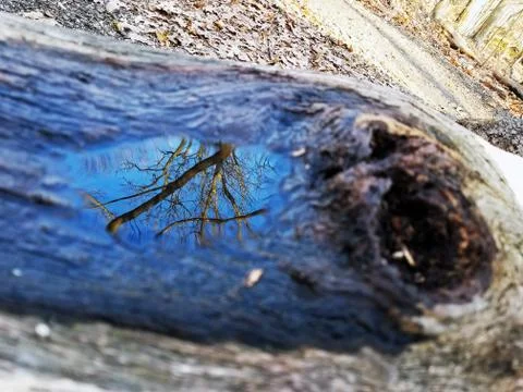 Original Array-	Nature's Blue Sky Over Forest Reflections Captured in Aged Tree Stock Photos