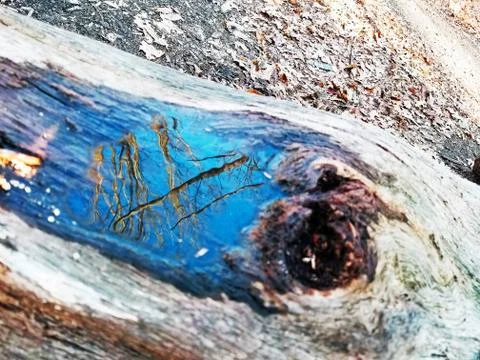 Original Array-	Nature's Blue Sky Over Forest Reflections Captured in Aged Tree Stock Photos
