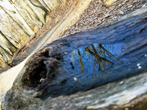 Original Array-	Nature's Blue Sky Over Forest Reflections Captured in Aged Tree Stock Photos