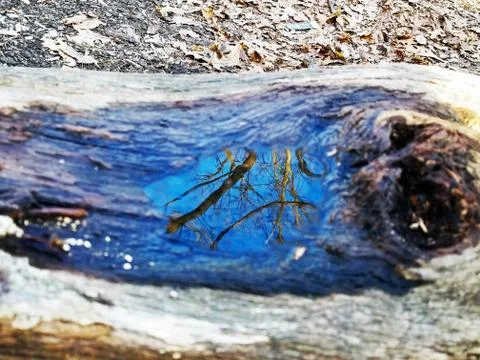 Original Array-	Nature's Blue Sky Over Forest Reflections Captured in Aged Tree Stock Photos
