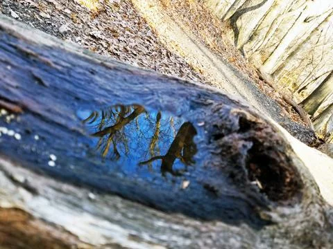 Original Array-	Nature's Blue Sky Over Forest Reflections Captured in Aged Tree Stock Photos