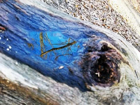 Original Array-	Nature's Blue Sky Over Forest Reflections Captured in Aged Tree Stock Photos