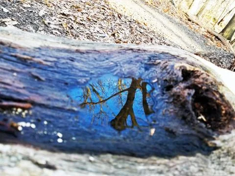 Original Array-	Nature's Blue Sky Over Forest Reflections Captured in Aged Tree Stock Photos