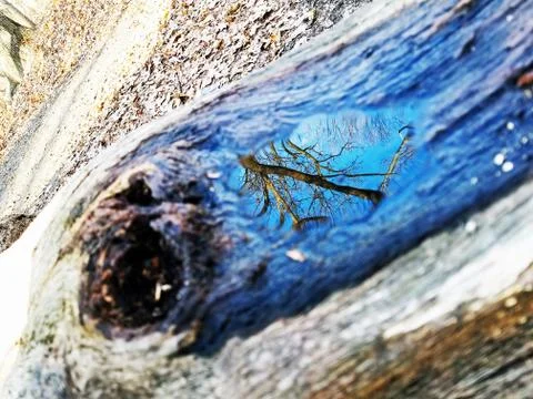 Original Array-	Nature's Blue Sky Over Forest Reflections Captured in Aged Tree Stock Photos