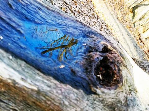 Original Array-	Nature's Blue Sky Over Forest Reflections Captured in Aged Tree Stock Photos