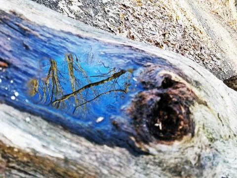 Original Array-	Nature's Blue Sky Over Forest Reflections Captured in Aged Tree Stock Photos