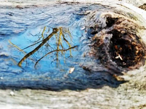 Original Array-	Nature's Blue Sky Over Forest Reflections Captured in Aged Tree Stock Photos