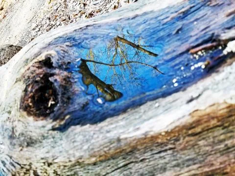 Original Array-	Nature's Blue Sky Over Forest Reflections Captured in Aged Tree Stock Photos
