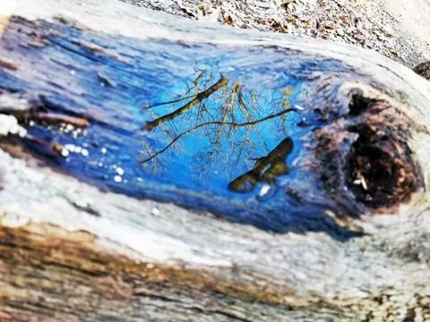 Original Array-	Nature's Blue Sky Over Forest Reflections Captured in Aged Tree Stock Photos
