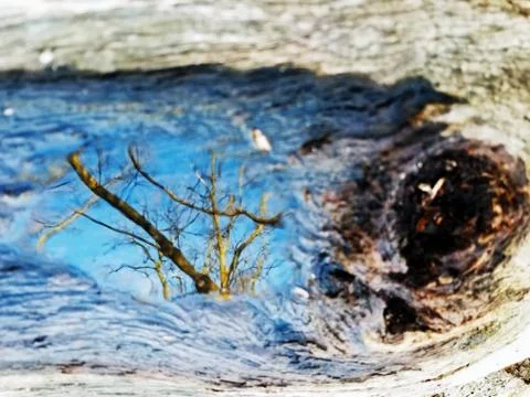 Original Array-	Nature's Blue Sky Over Forest Reflections Captured in Aged Tree Stock Photos