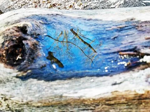 Original Array-	Nature's Blue Sky Over Forest Reflections Captured in Aged Tree Stock Photos