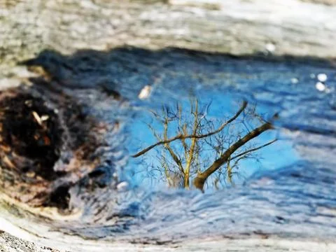 Original Array-	Nature's Blue Sky Over Forest Reflections Captured in Aged Tree Stock Photos