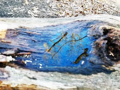 Original Array-	Nature's Blue Sky Over Forest Reflections Captured in Aged Tree Stock Photos