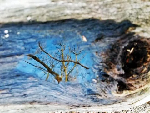 Original Array-	Nature's Blue Sky Over Forest Reflections Captured in Aged Tree Stock Photos