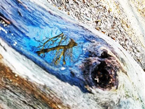 Original Array-	Nature's Blue Sky Over Forest Reflections Captured in Aged Tree Stock Photos
