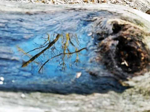 Original Array-	Nature's Blue Sky Over Forest Reflections Captured in Aged Tree Stock Photos