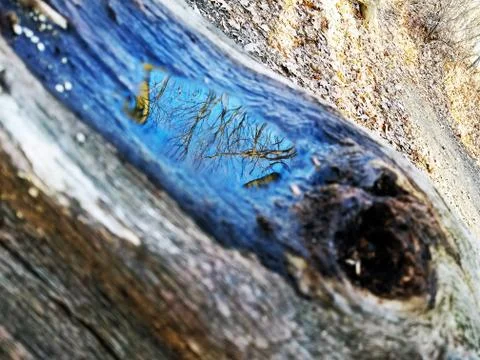 Original Array-	Nature's Blue Sky Over Forest Reflections Captured in Aged Tree Stock Photos