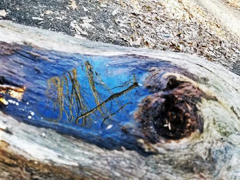 Original Array-	Nature's Blue Sky Over Forest Reflections Captured in Aged Tree Stock Photos