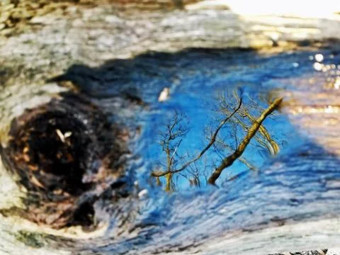 Original Array-	Nature's Blue Sky Over Forest Reflections Captured in Aged Tree Stock Photos