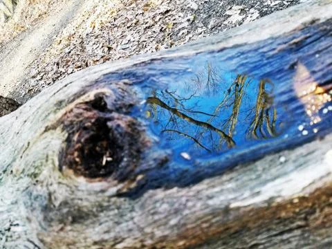 Original Array-	Nature's Blue Sky Over Forest Reflections Captured in Aged Tree Stock Photos