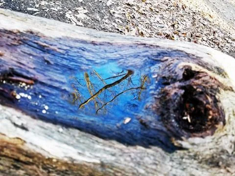 Original Array-	Nature's Blue Sky Over Forest Reflections Captured in Aged Tree Stock Photos