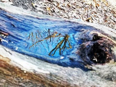 Original Array-	Nature's Blue Sky Over Forest Reflections Captured in Aged Tree Stock Photos