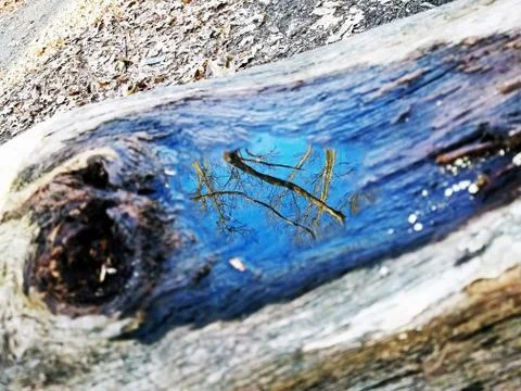 Original Array-	Nature's Blue Sky Over Forest Reflections Captured in Aged Tree Stock Photos