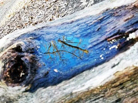 Original Array-	Nature's Blue Sky Over Forest Reflections Captured in Aged Tree Stock Photos