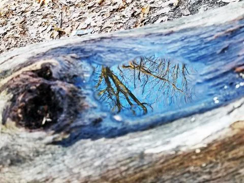 Original Array-	Nature's Blue Sky Over Forest Reflections Captured in Aged Tree Stock Photos