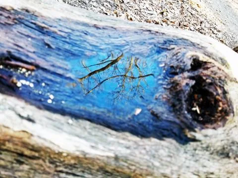 Original Array-	Nature's Blue Sky Over Forest Reflections Captured in Aged Tree Stock Photos