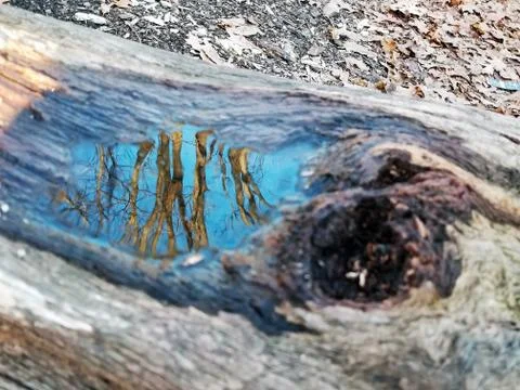 Original Array-	Nature's Blue Sky Over Forest Reflections Captured in Aged Tree Stock Photos