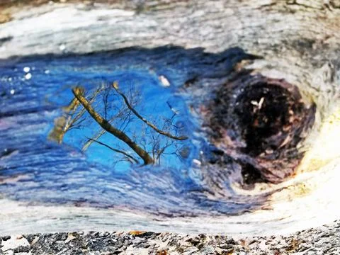 Original Array-	Nature's Blue Sky Over Forest Reflections Captured in Aged Tree Stock Photos