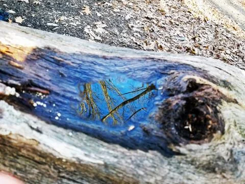 Original Array-	Nature's Blue Sky Over Forest Reflections Captured in Aged Tree Stock Photos