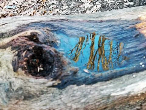 Original Array-	Nature's Blue Sky Over Forest Reflections Captured in Aged Tree Stock Photos