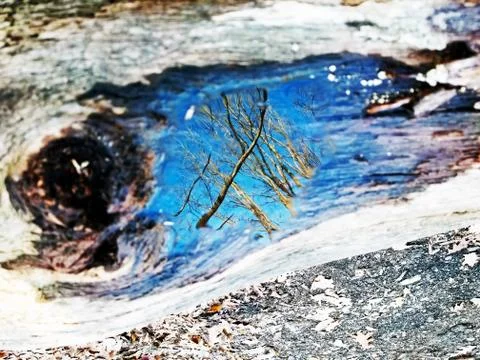 Original Array-	Nature's Blue Sky Over Forest Reflections Captured in Aged Tree Stock Photos