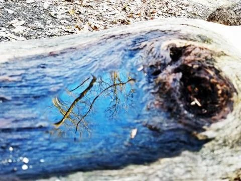 Original Array-	Nature's Blue Sky Over Forest Reflections Captured in Aged Tree Stock Photos