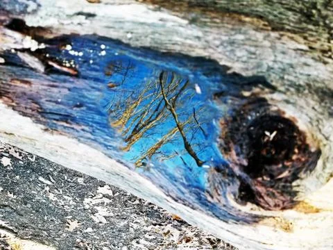 Original Array-	Nature's Blue Sky Over Forest Reflections Captured in Aged Tree Stock Photos