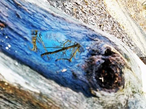 Original Array-	Nature's Blue Sky Over Forest Reflections Captured in Aged Tree Stock Photos