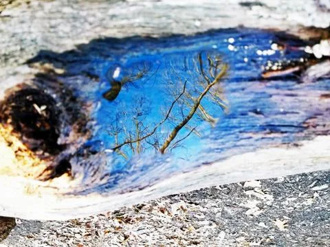 Original Array-	Nature's Blue Sky Over Forest Reflections Captured in Aged Tree Stock Photos