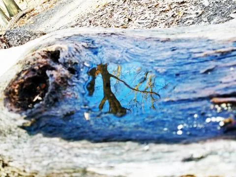 Original Array-	Nature's Blue Sky Over Forest Reflections Captured in Aged Tree Stock Photos