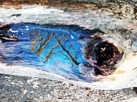 Original Array-	Nature's Blue Sky Over Forest Reflections Captured in Aged Tree Stock Photos