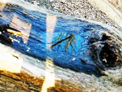 Original Array-	Nature's Blue Sky Over Forest Reflections Captured in Aged Tree Stock Photos