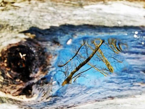 Original Array-	Nature's Blue Sky Over Forest Reflections Captured in Aged Tree Stock Photos