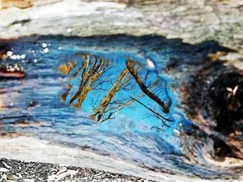 Original Array-	Nature's Blue Sky Over Forest Reflections Captured in Aged Tree Stock Photos