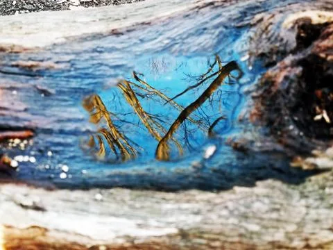 Original Array-	Nature's Blue Sky Over Forest Reflections Captured in Aged Tree Stock Photos