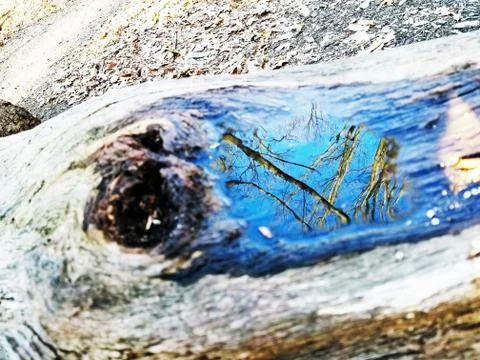 Original Array-	Nature's Blue Sky Over Forest Reflections Captured in Aged Tree Stock Photos