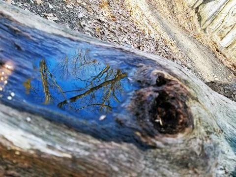 Original Array-	Nature's Blue Sky Over Forest Reflections Captured in Aged Tree Stock Photos