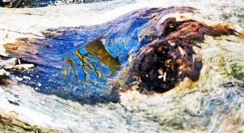Original Array-	Nature's Blue Sky Over Forest Reflections Captured in Aged Tree Stock Photos