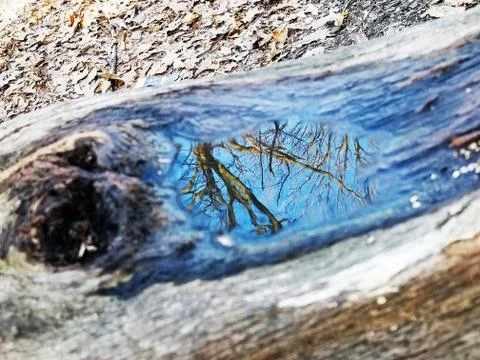 Original Array-	Nature's Blue Sky Over Forest Reflections Captured in Aged Tree Stock Photos